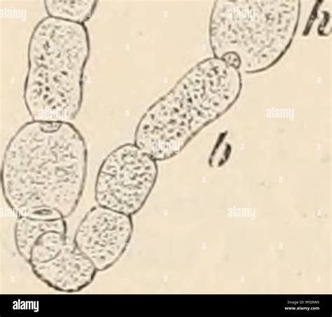 Anabaena Under Microscope Biology