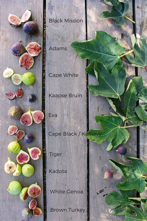 What are the different types of figs? - RatinKhosh Co. | Fig varieties ...