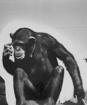 Image result for Chimp Learn Sign Language