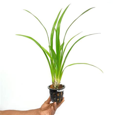 Buy Cymbidium Orchids Online India | Cymbidium Orchid Plants | Orchid ...
