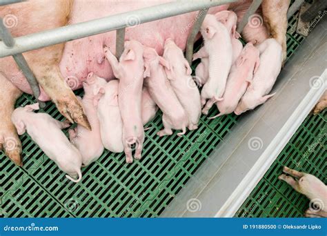Intensive Pig Farming 的图像结果