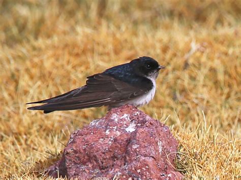 Andean Swallow - eBird