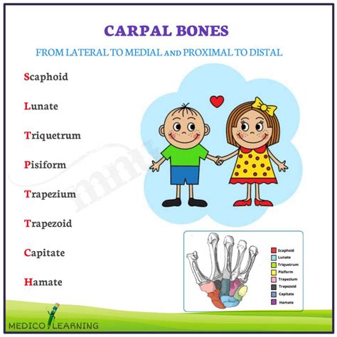 Carpal Bones Mnemonic