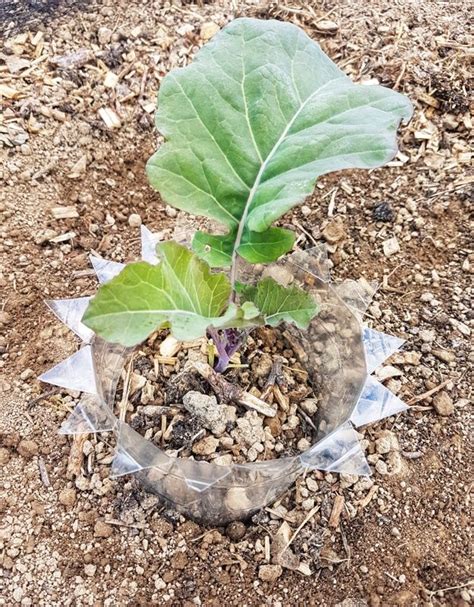 Image result for Homemade Slug Control