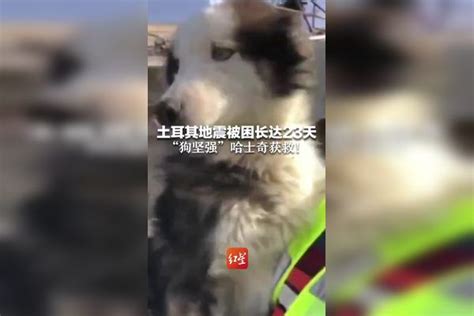 画面感人！土耳其地震后一猫一狗在地震中存活下来，紧紧相依