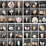 Pin by Carton on shells | Shells diy, Shell crafts diy, Seashell crafts