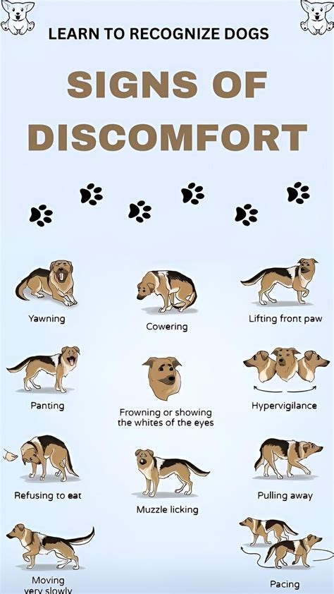 Best 13 Dog Sleeping Positions Meanings & Chart: 10 Positions Explained ...