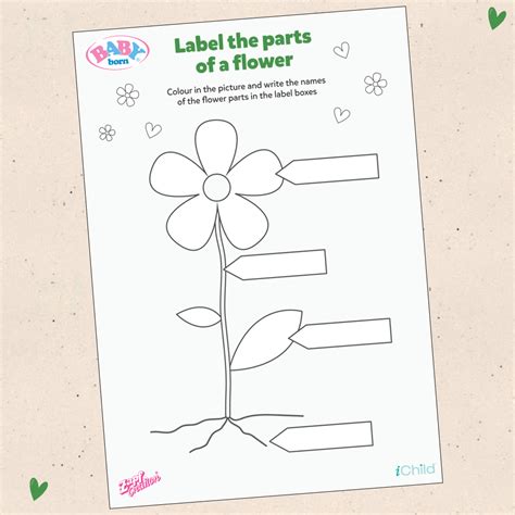 Label Parts of a Flower! ǀ BABY born
