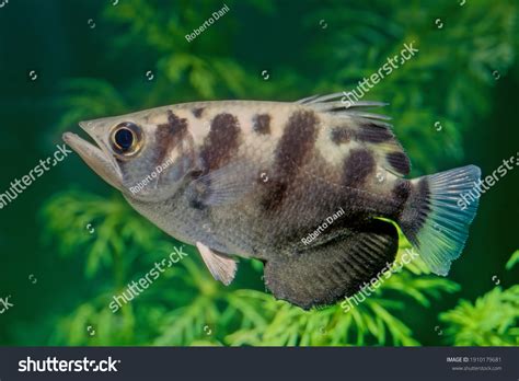 Brackish Water Fish
