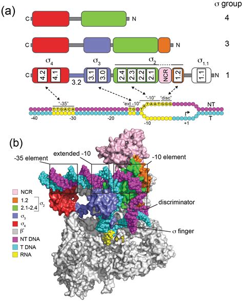 RNA Polymerase Structure 的图像结果