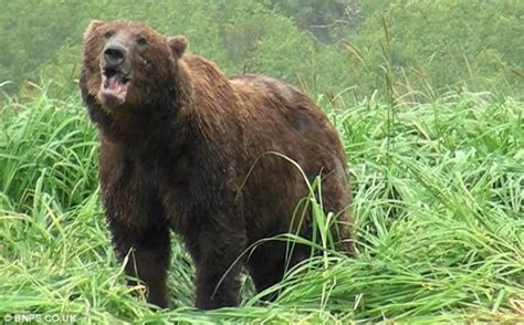 美国黄石公园一头灰熊扑向护林员 被开枪赶跑