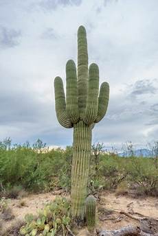 Cactus L by Road Trip Saguaro En Arizona Le Parc Des Cactus Comme Cactus L