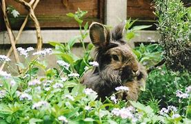 Image result for Raising Angora Rabbits