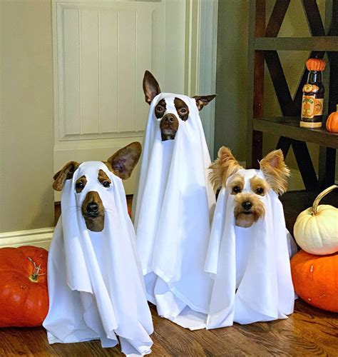 Beautiful diy dog costumes best dog costumes dog costume – Artofit
