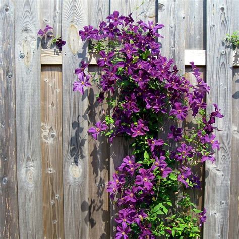 Clematis The President - Waldreben kaufen? Schnelle Lieferung und ...