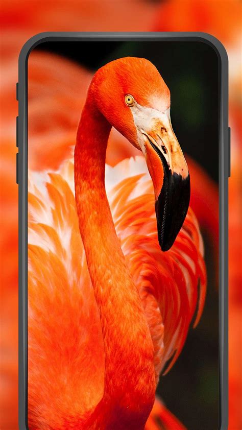 4K Animal HD Wallpaper APK for Android Download