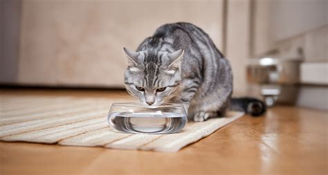 Kidney Disease in Cats: Causes, Symptoms, and Care Tips