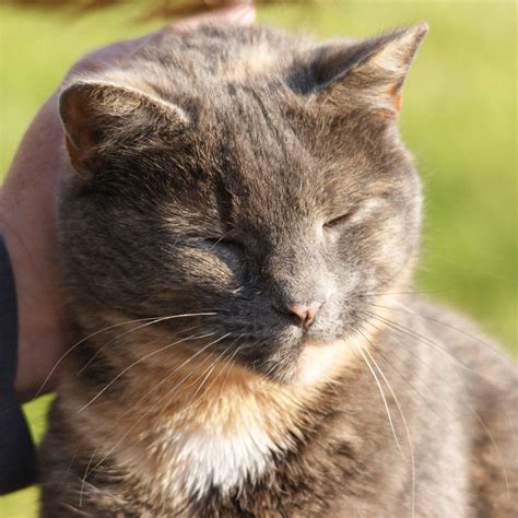 POPLAR FARM (Wedmore) - B&B Reviews, Photos, Rate Comparison - Tripadvisor