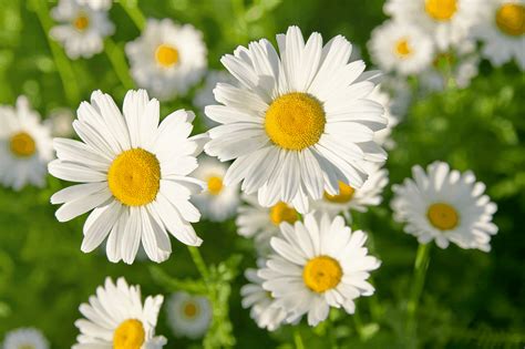 What Are Daisies A Symbol Of at Isabelle Yates blog