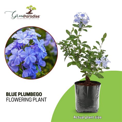 Green Paradise® Blue Plumbago Full Year Flowering Plant (Shrub For Flo ...