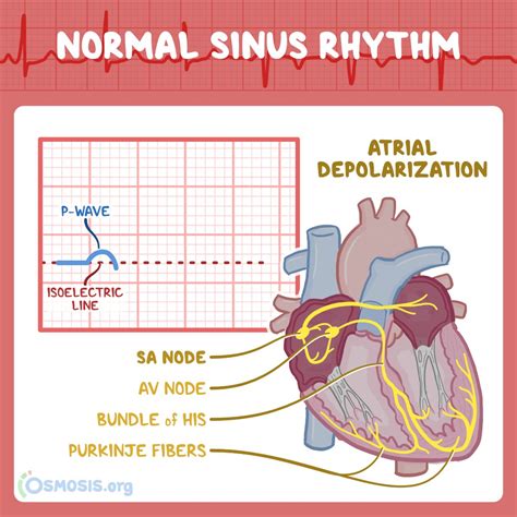 Atrial Depolarization