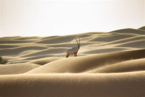 Emirates Group reaffirms commitment to wildlife and habitat conservation