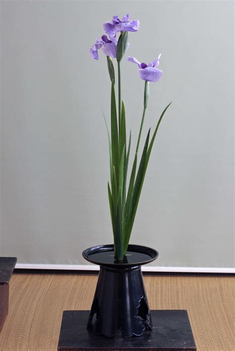 shouka shoubu[a blue flagan iris] Japanese Style, Floral Art, Iris ...
