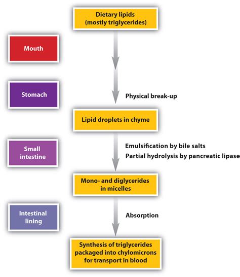 Nutrition and Your Body: Essential Macro and Micro-nutrients and You