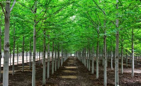 高温天气移植苗木怎么养护？-种植技术-中国花木网