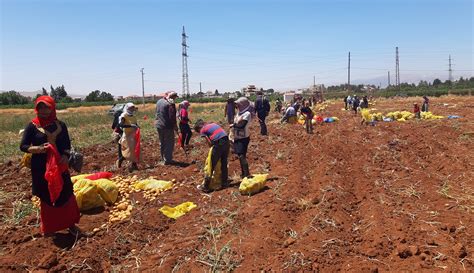 In post-blast Lebanon, farmers struggle as food shortages feared