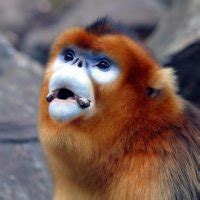 Image result for Visual Display Problem Solving