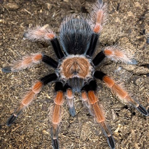10 Best Tarantula Species to Keep as Pets