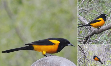 Elevation of McAllen, TX, USA Elevation Finder - Topographic map ...