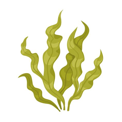 Laminaria Japonica