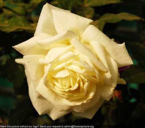 White Rose big Banglore Flower Show Jan 2013
