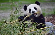 Panda Image by Baby Panda Images Hd Pictures Collections And Facts Panda Image