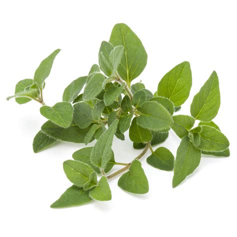 Buy Marjoram Seeds for Your Home & Kitchen Garden | Exotic Marjoram ...