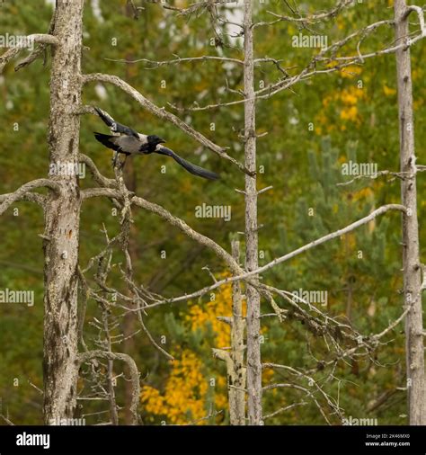 Wildlife in Finland. Bears, Wolverine and birds Stock Photo - Alamy