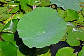 lotus leaf 的图像结果