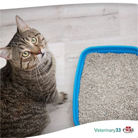 Protein Creatinine Ratio Feline at Nina Jenning blog