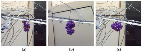 A Stride Toward Wine Yield Estimation from Images: Metrological ...