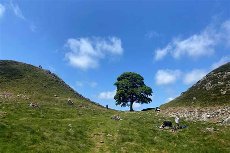 UK teen arrested after famous 'Robin Hood Tree' cut down at Hadrian's ...