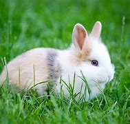 Image result for Wallpaper of Cute Bunnies