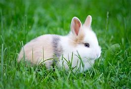 Image result for Cute Bunnies Wallpaper