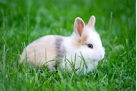 Image result for Bunny Wallpaper Phone