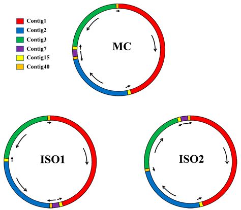 Characterization and Analysis of the Mitochondrial Genome of Common ...
