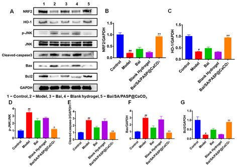pH-Responsive Hydrogel as a Potential Oral Delivery System of Baicalin ...