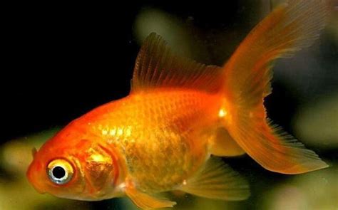 鱼的记忆真的只有7秒吗（一个实验告诉你观赏鱼有多聪明） – 碳资讯