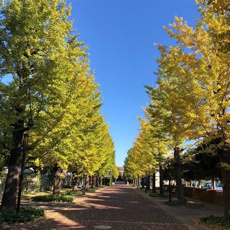 GINKGO AVENU (2026) All You Need to Know BEFORE You Go (with Photos ...