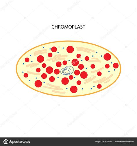 Chromoplast Plastid Membrane Bound Organelle Plant Cells Stock Vector by ©AStepBioMed 606974998